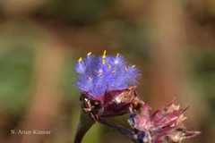 Cyanotis arachnoidea